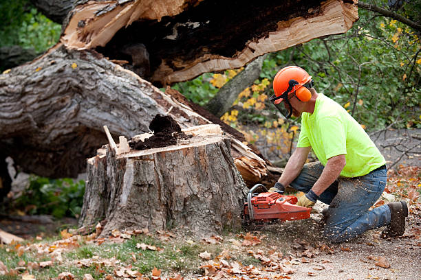 Best Palm Tree Trimming  in New Lenox, IL